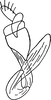 Anal tube processes: !! display not done !! on Scaphoideus (Scaphoideus) festivus Matsumura, 1902: Anal tube process. (Observation).