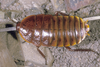CollectionObject 1575760; 039afd56-b481-4602-8aa7-a7812a5accf2: Copyright David Rentz. (CollectionObject).