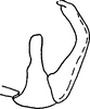 Aedeagus, lateral view on Exitianus natalensis Ross, 1968: holotype. (Observation).