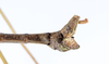 CollectionObject 1557628; 92111e04-b433-4eac-86a8-d1390c92f845: copyright ZMUH, Hamburg. male: end of abdomen, lateral view (paralectotype). (CollectionObject).;CollectionObject 1557629; 7ac444f1-f503-4526-87e8-7f2a95f9261b: copyright ZMUH, Hamburg. male: end of abdomen, lateral view (paralectotype). (CollectionObject).