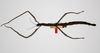 CollectionObject 1561078; 68e7ad06-a0b4-4df3-a4d4-4f1a8775ffd9: copyright ZMHB, Berlin. female, dorsal view (paralectotype). (CollectionObject).