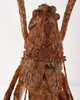female pronotum, dorsal view (syntype). Depicts CollectionObject 1534679; f81ecc9e-18df-4391-ac24-8605e4498df7, a CollectionObject.
