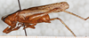 CollectionObject 1532829; NMW 19.911, f10b052b-8147-4e9a-a427-a8b3fa4f103c: male, lateral view. (CollectionObject).