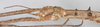 Parapachymorpha spinigera [sic] (Brunner von Wattenwyl, 1907): copyright F. Hennemann. female: head and upper thorax, lateral view of synonym Parapachymorpha quadrispinosa (paratype). (Otu).