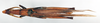CollectionObject 1535523; d68a2e41-33b8-4e63-af32-b26abfffa21c: male, dorsal view (holotype of Atractomorpha philippina). (CollectionObject).