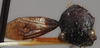 Head on Dingkana vitreifascia Goding, 1939: (Observation).