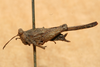CollectionObject 1572894; 49ee8da5-af80-43e0-9aa3-a6096250dd41: female, lateral view (paralectotype). (CollectionObject).