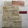 CollectionObject 1505751; f8ac06c3-2906-4697-8dd3-0c708f59f2ae: labels (holotype). (CollectionObject).