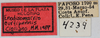 CollectionObject 1513124; MLP4239/1, 9a9eb9f4-060c-4ca9-8186-6da4339a2738: labels (holotype). (CollectionObject).