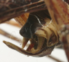 CollectionObject 1535919; d24c0490-9f3f-4c0e-b9c0-c9874d48aa41: male cerci (syntype). (CollectionObject).