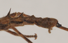 CollectionObject 1560491; NHMUK(SF IMPORT DUPLICATE) 845128, 81f27b38-b3f2-4413-a052-00ace60aa4e3: copyright Natural History Museum, London. male: end of abdomen, lateral view (holotype). (CollectionObject).