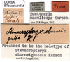 labels (holotype of Stenacropteryx eburneigutta). Depicts CollectionObject 1500507; 54a40318-8a68-4c47-8cee-62ba056e00c2, DORSA BTbueebuHTM, a CollectionObject.