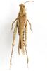 CollectionObject 1528538; 49d2e981-6b55-44bd-9294-3dd7ace02e07: female, dorsal view (holotype). (CollectionObject).