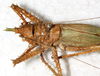 CollectionObject 1576521; eb54874b-1d32-4777-b616-7614d099aac6: female, dorsal view (syntype of Panacanthus tuberculatus). (CollectionObject).