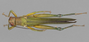 CollectionObject 1575504; 8d80f759-f77f-4108-b970-647c6c1bc884: male, dorsal view. (CollectionObject).