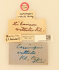 CollectionObject 1516672; 4dcc2650-639f-45bd-8dd3-4c2b0e7ff930, NHMUK015982137: labels (holotype). (CollectionObject).