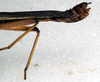 CollectionObject 1558274; NMW 244, 845b902a-5efd-4a94-b53a-a708f2eac232: copyright NMW. male: end of abdomen, lateral view (holotype). (CollectionObject).
