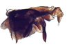 Pygofer, lateral view on Arawa Knight, 1975: Arawa pulchra, pygofer, laterally (INHS). (Observation).