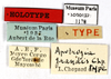 CollectionObject 1587266; MNHN(SF IMPORT DUPLICATE) MNHN-EP-EP1178, f57a91d5-fb56-45f0-97a6-f362165fc870: CC BY-NC-ND 4.0/MNHN - Depraetere Marion - 2014. Holotype, female, of grandis Chopard, 1952. Specimen number: MNHN-EP-EP1178. http://coldb.mnhn.fr/catalognumber/mnhn/ep/ep1178. (CollectionObject).
