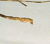 CollectionObject 1561935; 5bd628fb-c89e-41b3-9cd6-15917e04f82a: copyright NHRS, Stockholm. male: end of abdomen, lateral view (holotype). (CollectionObject).
