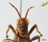 CollectionObject 2279434; ee7e3461-91d8-4a0a-a07d-3a358fbdbd1c, Unioeste Cascavel K-1308: Male, frontal view. (CollectionObject).