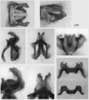 Melanoplus femurnigrum Scudder, 1899: male genitalia. (Otu).