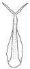 Aedeagus, ventral view on Bahita amapana Linnavuori & DeLong, 1978: Bahita amapana, aedeagus, ventrally. (Observation).