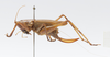 CollectionObject 1578226; 40e7c598-726b-4b9b-a3e0-eb7a766c2a00: female, lateral view. (CollectionObject).