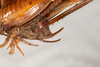 CollectionObject 1537339; 61d365f1-11bd-44b2-ab9d-920770231826: female, lateral view (syntype #1). (CollectionObject).