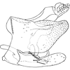 Pygofer, lateral view on Coganoa asiatica Dworakowska, 1979: Pygofer, lateral view. (Observation).