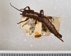 CollectionObject 1562883; 07a05f10-9ddd-49bc-b48d-3ab79eddfc10: copyright USNM, Washington. female (paratype). (CollectionObject).