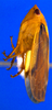 Habitus, lateral view on Chilenana chilena DeLong & Freytag, 1967: Male [DZRJ]: habitus, lateral view. (Observation).