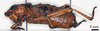 CollectionObject 1578582; 9ccfae57-3e2a-426d-975d-9db6dca00ce4: female,lateral view (paralectotype). (CollectionObject).