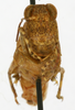 CollectionObject 1579399; 7cbe2780-69cc-4024-b8e1-21a8fae2e3f3: female, frontal view (paratype). (CollectionObject).