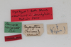 CollectionObject 1505736; 6932ee7b-90c0-4342-b52e-e11960bd6fe8: female, labels (syntype). (CollectionObject).