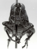 CollectionObject 1523965; 0a2ff2a5-db1f-4aa7-b95b-f78064f2795b: male, frontal view (holotype). (CollectionObject).