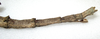 CollectionObject 1557407; 986988c8-bd6c-4d77-9865-31dcdbb0b6ea: copyright MRAC, Tervuren. female: end of abdomen, lateral view (holotype). (CollectionObject).