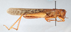 CollectionObject 2856587; 7794cad8-782b-4165-b304-72340d5aeae9, CNCI 981504: Schistocerca cancellata paranensis. Lateral view. (CollectionObject).