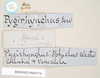 CollectionObject 1560435; dd64b8db-542d-499b-9925-069a0d78b473: copyright Natural History Museum, London. female, data labels (syntype). (CollectionObject).;CollectionObject 1560436; fb5361fa-2dec-4ea9-876a-b1c5e236ef61: copyright Natural History Museum, London. female, data labels (syntype). (CollectionObject).