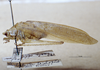 CollectionObject 1503415; MBBJ 3226132, 143e05db-cf03-45ad-9b5a-0af7457ee289: male, lateral view. (CollectionObject).