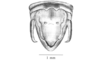 Caruaruacris bivittatus Matiotti da Costa & Silva Carvalho, 2006: Fig. 2C. male abdomen tip, dorsal view. (Otu).