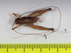 CollectionObject 1565983; 631bf415-76d6-4ba7-8f1b-58edb9af3f29: male, dorsal view (holotype). (CollectionObject).