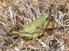 Sphenarium purpurascens Charpentier, 1845: female. (Otu).