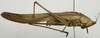 CollectionObject 1536021; 7e8f752a-ac19-40e2-a8a8-4b86632c29ec: male, lateral view. (CollectionObject).