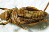 CollectionObject 1498703; ba0b4d5c-9422-4f32-9e56-630015aec536: male, ventral view. (CollectionObject).