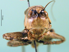 CollectionObject 1502600; 82a138db-c948-48eb-a27d-efdc65fe832e: female, frontal view (paratype). (CollectionObject).