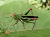FieldOccurrence 507; 48c5cb2a-99f9-4b9e-a38a-a62b2f9e697d; Tanzania
Udzungwa Mountains, 2017/01/26: male, lateral view. (FieldOccurrence).