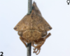 Habitus, dorsal view: !! display not done !! on Telamona salvini Distant, 1879: (Observation).