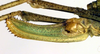 CollectionObject 1502236; 7a7beb02-5b51-4308-ae24-ff49cc10cf30: ovipositor (paratype of Poecilimon albanicus). (CollectionObject).