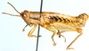 Basutacris scotti Dirsh, 1953: male, lateral view. (Otu).;Basutacris scotti Dirsh, 1953: male, lateral view. (Otu).